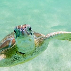 Meet your Posher, Lesa